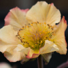 Geum Dingle Apricot - Abriachan Nurseries, The Garden On Loch Ness